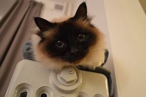 Планували, що з 20.00 тепло почнуть подавати в житловий сектор