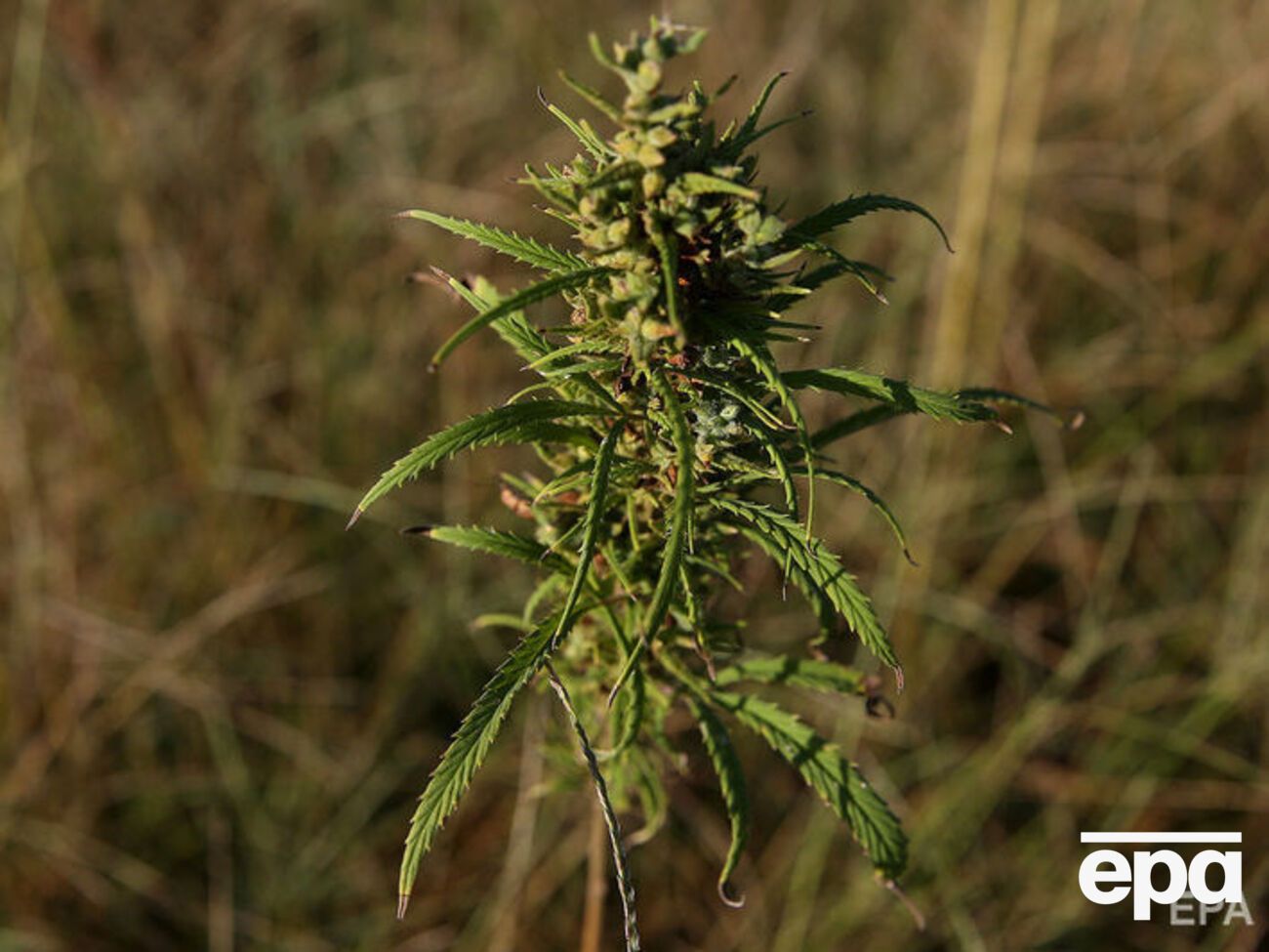 В Украине компания&nbsp;C21 Investments Inc. не получала лицензии, связанной с каннабисом