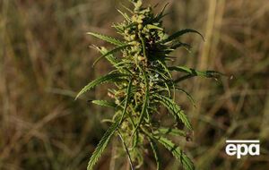 В Украине компания C21 Investments Inc. не получала лицензии, связанной с каннабисом