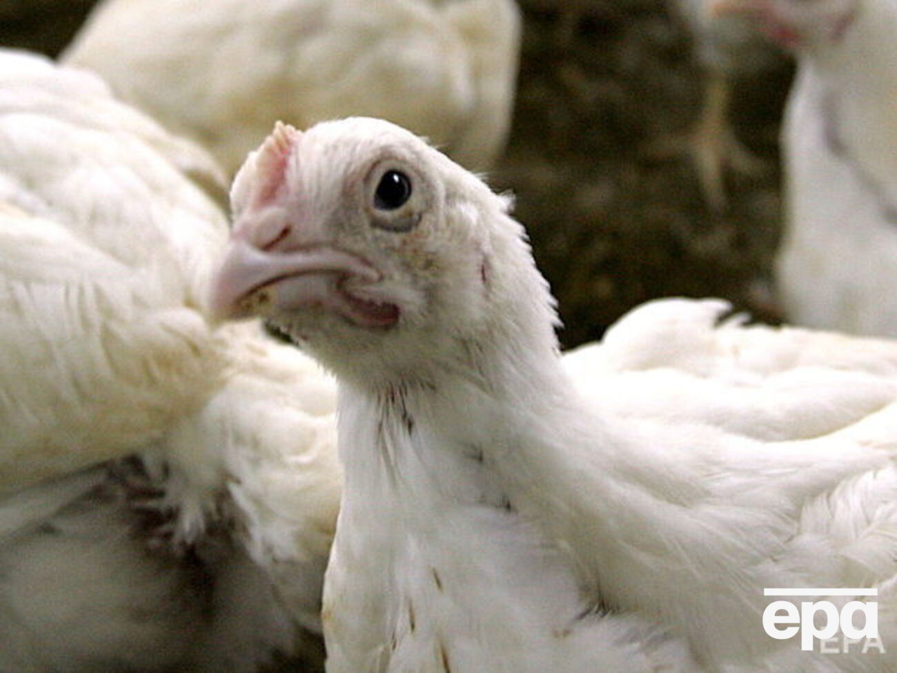 Партію американської продукції вагою 185 т повернули на територію Євросоюзу