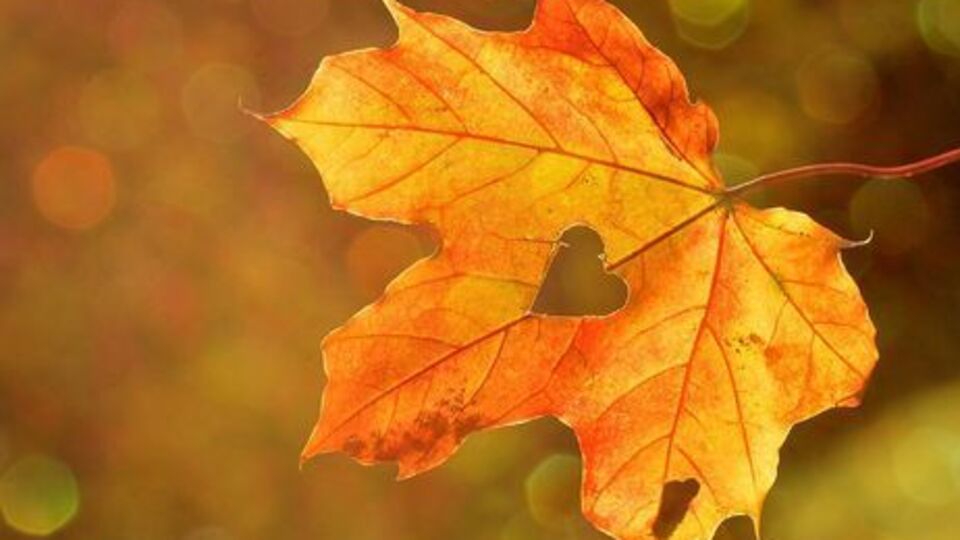 Синоптик: Украинцев ожидает комфортная температура воздуха