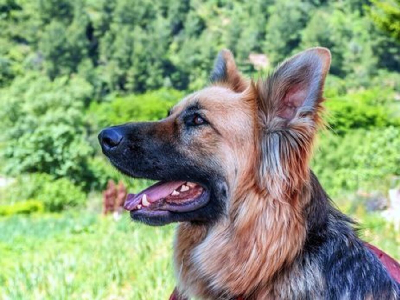 Після цього випадку в селі почали вакцинувати всіх котів і собак