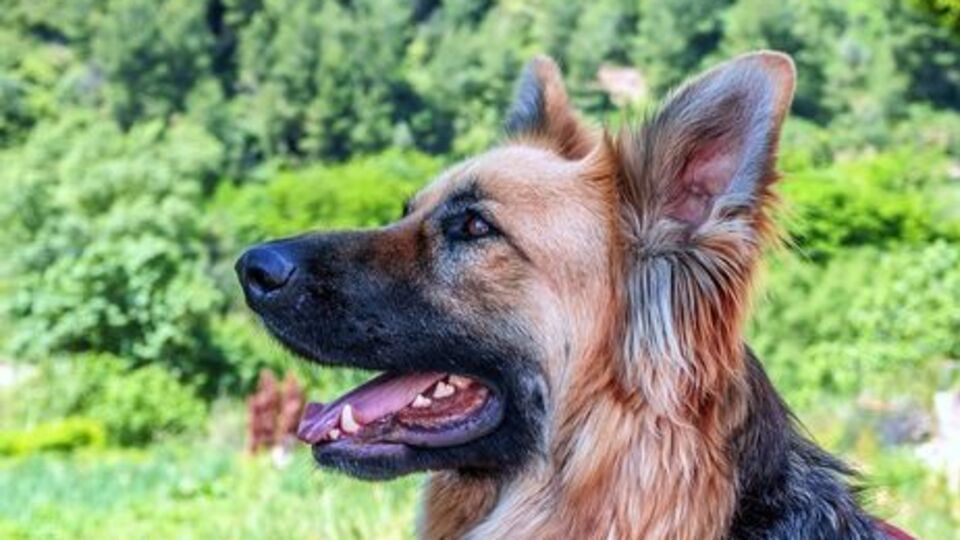 Після цього випадку в селі почали вакцинувати всіх котів і собак