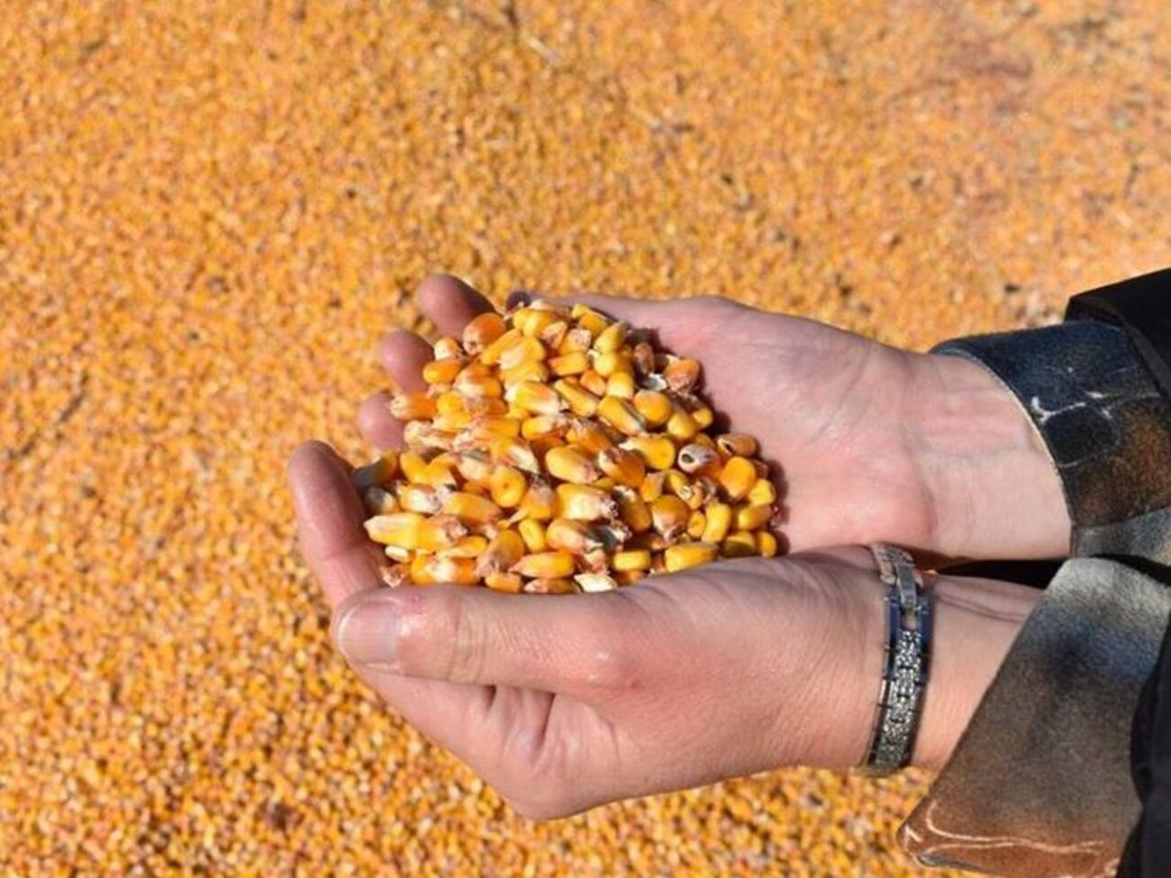 Мінагрополітики повідомило, що "зерновий" рекорд 2018 року забезпечено завдяки високому врожаю кукурудзи