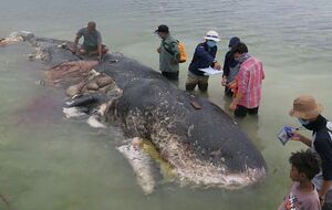 Викинутий на берег кит був завдовжки 9,5 м