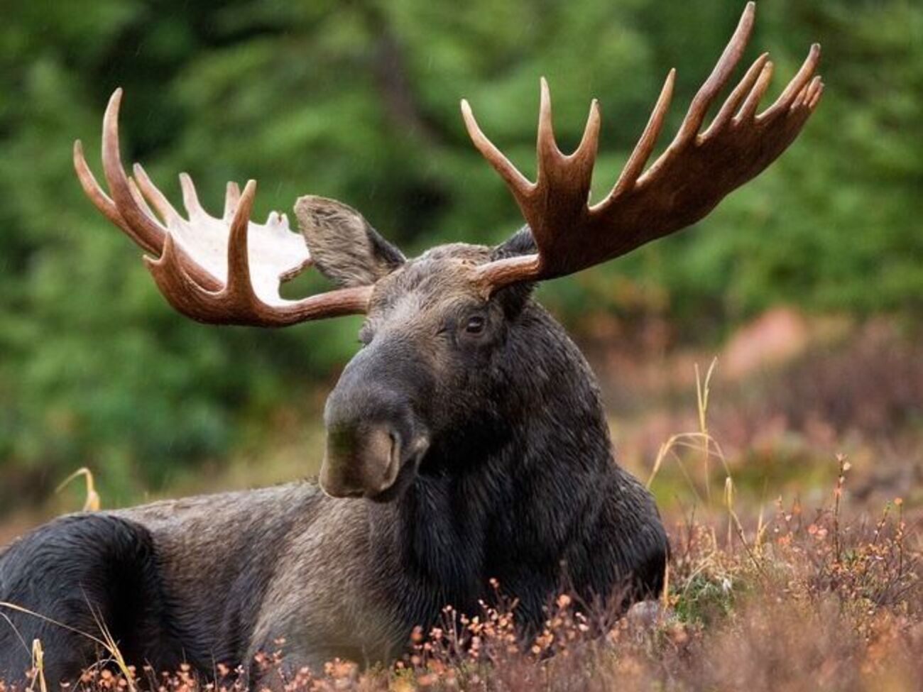 У суді наголосили, що після 2009 року в Україні не досліджували чисельності популяції лося