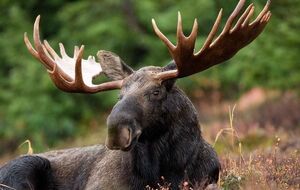 В суде отметили, что после 2009 года в Украине не исследовалась численность популяции лося