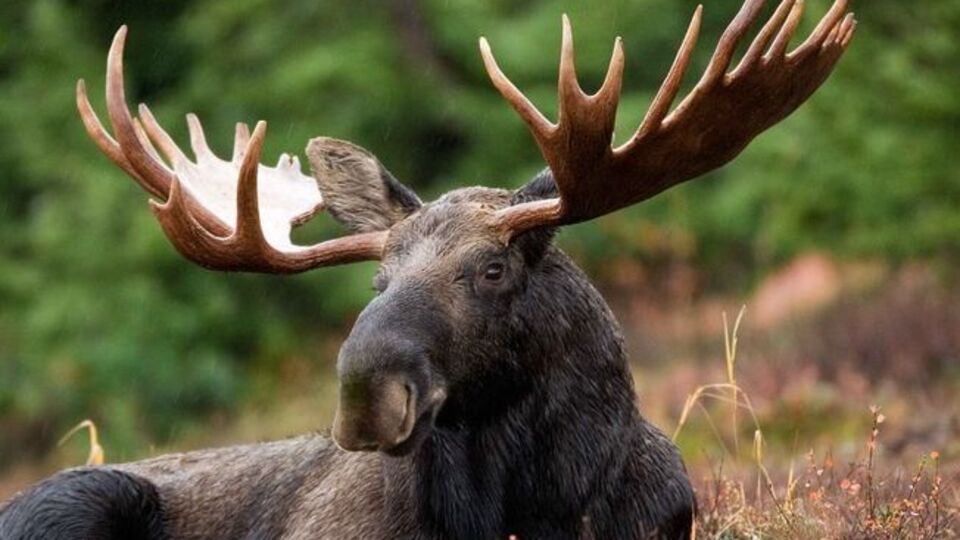 У суді наголосили, що після 2009 року в Україні не досліджували чисельності популяції лося