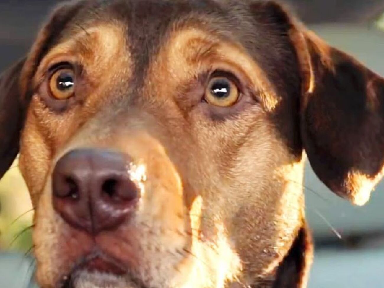 Стрічка вийде в січні 2019 року