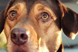 Стрічка вийде в січні 2019 року