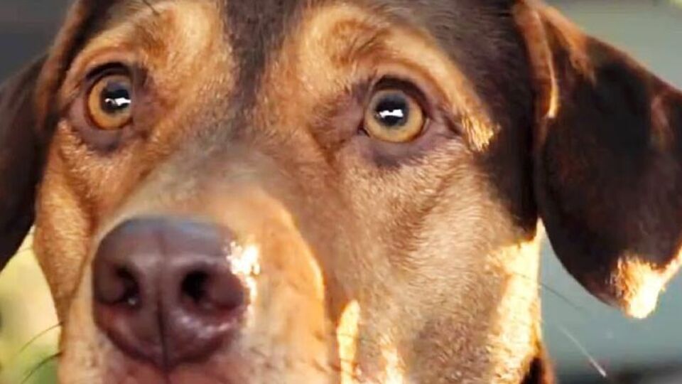 Стрічка вийде в січні 2019 року