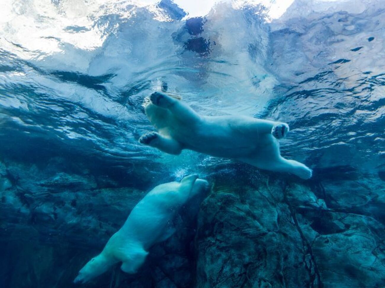 The Atlantic наголошує: їхнє роз'яснення не означає, що ситуація із вимиранням тварин не є катастрофічною і що люди не винні у знищенні дикої природи