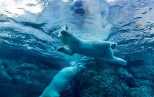 The Atlantic подчеркивает: их разъяснение не означает, что ситуация с вымиранием животных не катастрофическая и что люди не виноваты в уничтожении дикой природы