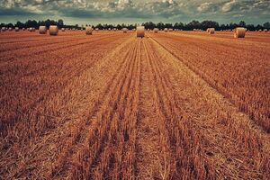 ЄСПЛ уважає, що заборону на продаж землі в Україні треба скасувати