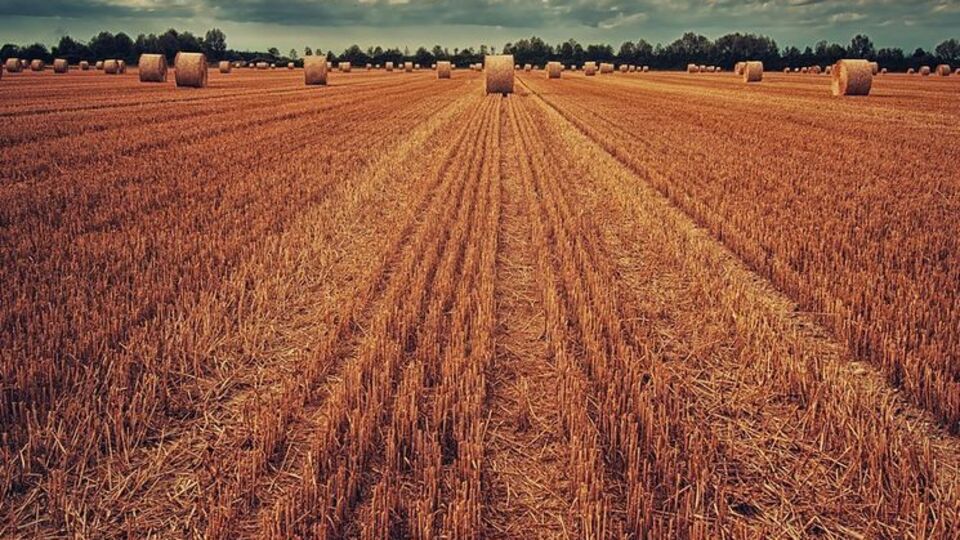 ЄСПЛ уважає, що заборону на продаж землі в Україні треба скасувати