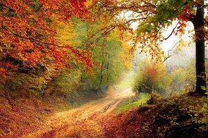 У Києві вдень прогнозують +9...+13 °C