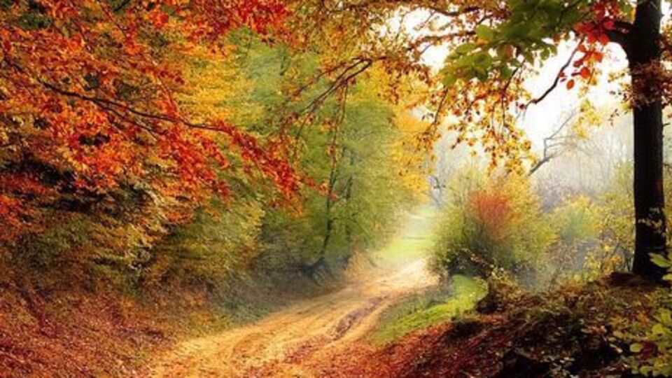 У Києві вдень прогнозують +9...+13 °C