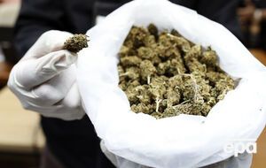 Сейчас марихуана в рекреационных целях легализована в девяти штатах США