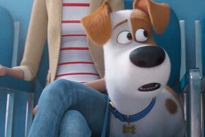 Пес Макс опиниться на прийомі у ветеринара