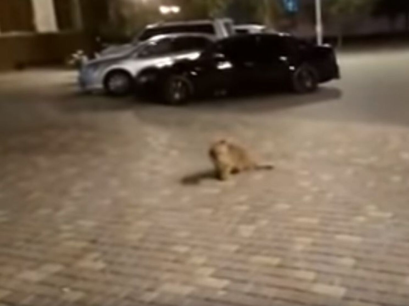 Львенок сидел на тротуаре