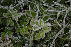 В Украине ожидаются заморозки