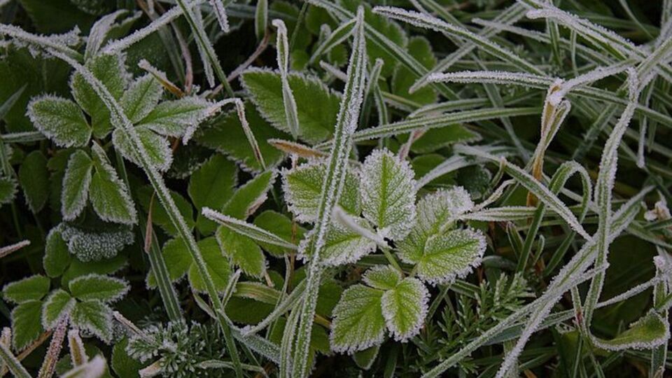 В Украине ожидаются заморозки