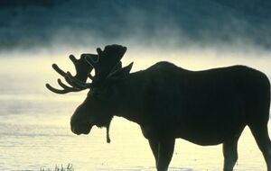 Семерак надеется на удовлетворение апелляционной жалобы и возвращение лося европейского в Красную книгу Украины