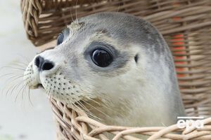 Тюленя осмотрят и накормят, а потом отпустят обратно в море