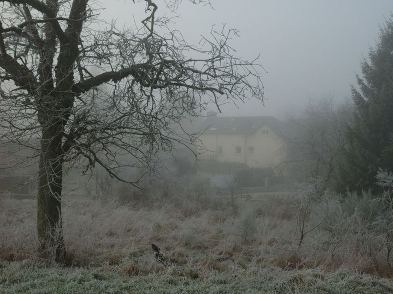 Туман можливий у центральних та південних областях України
