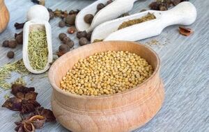 Залежно від сорту гірчиця буває більш або менш гострою