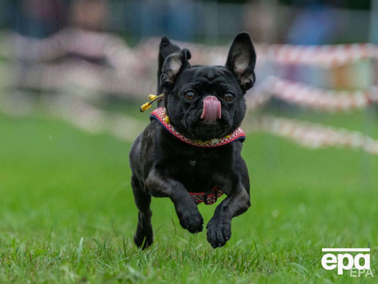 Власти Великобритании хотят обеспечить щенкам и котятам "правильное начало жизни"