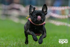 Власти Великобритании хотят обеспечить щенкам и котятам "правильное начало жизни"