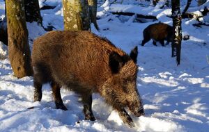 У пробах біоматеріалу диких кабанів, яких застрелили в мисливських угіддях "Земля Полісся" в Житомирській області, виявили ДНК вірусу АЧС