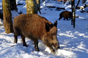 У пробах біоматеріалу диких кабанів, яких застрелили в мисливських угіддях "Земля Полісся" в Житомирській області, виявили ДНК вірусу АЧС