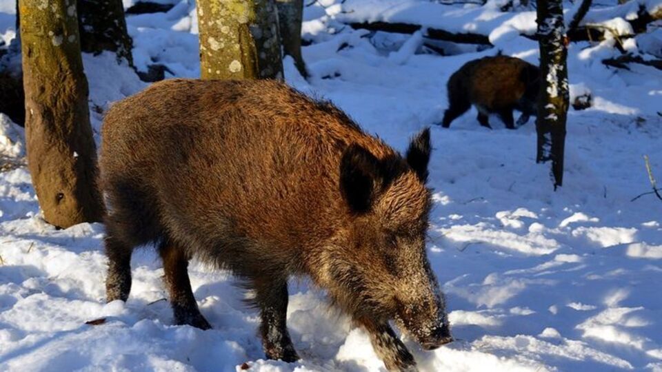 У пробах біоматеріалу диких кабанів, яких застрелили в мисливських угіддях "Земля Полісся" в Житомирській області, виявили ДНК вірусу АЧС