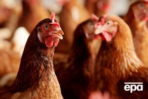 Китай запретил импорт украинских продуктов птицеводства в 2005–2006 годах из-за птичьего гриппа