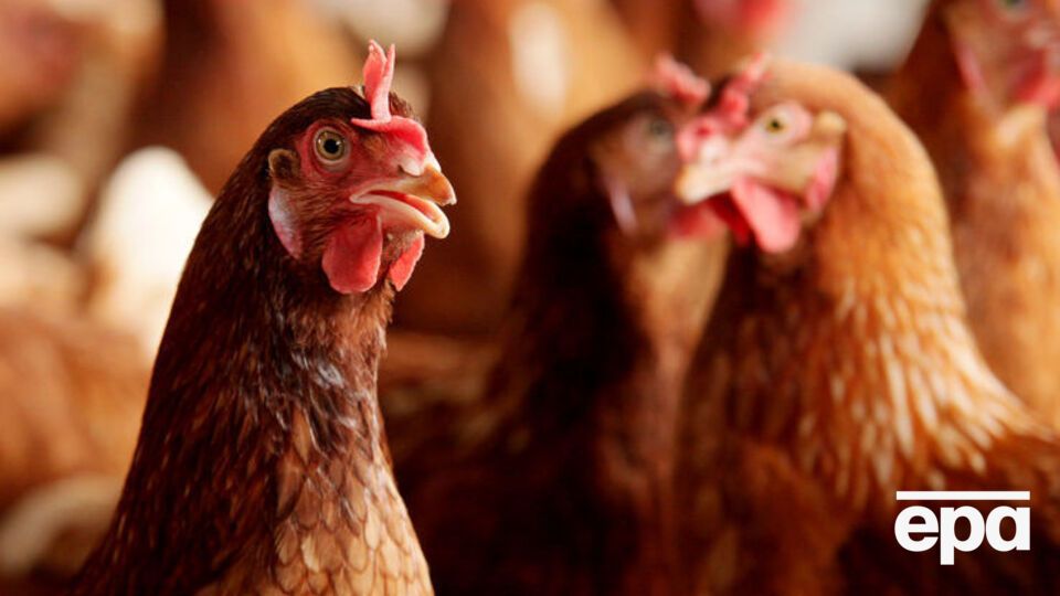 Китай запретил импорт украинских продуктов птицеводства в 2005–2006 годах из-за птичьего гриппа
