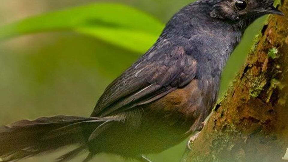 Самок Топаколо Штреземанна помітили 12-го та 14 грудня