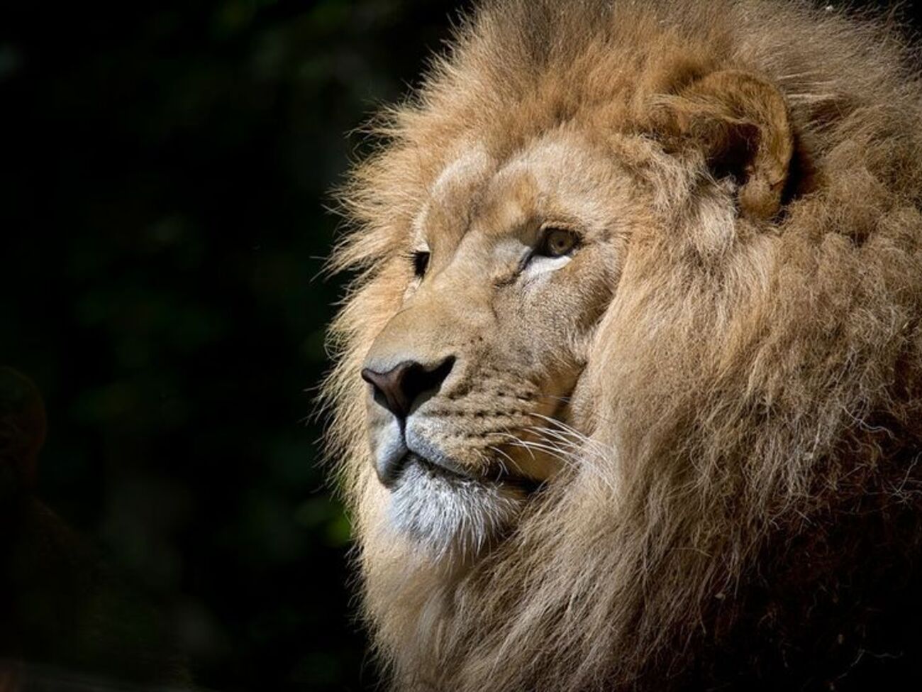 Лев напав на співробітників зоопарку у США