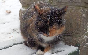 В Украине 5 декабря ожидается непогода