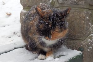 В Украине 5 декабря ожидается непогода