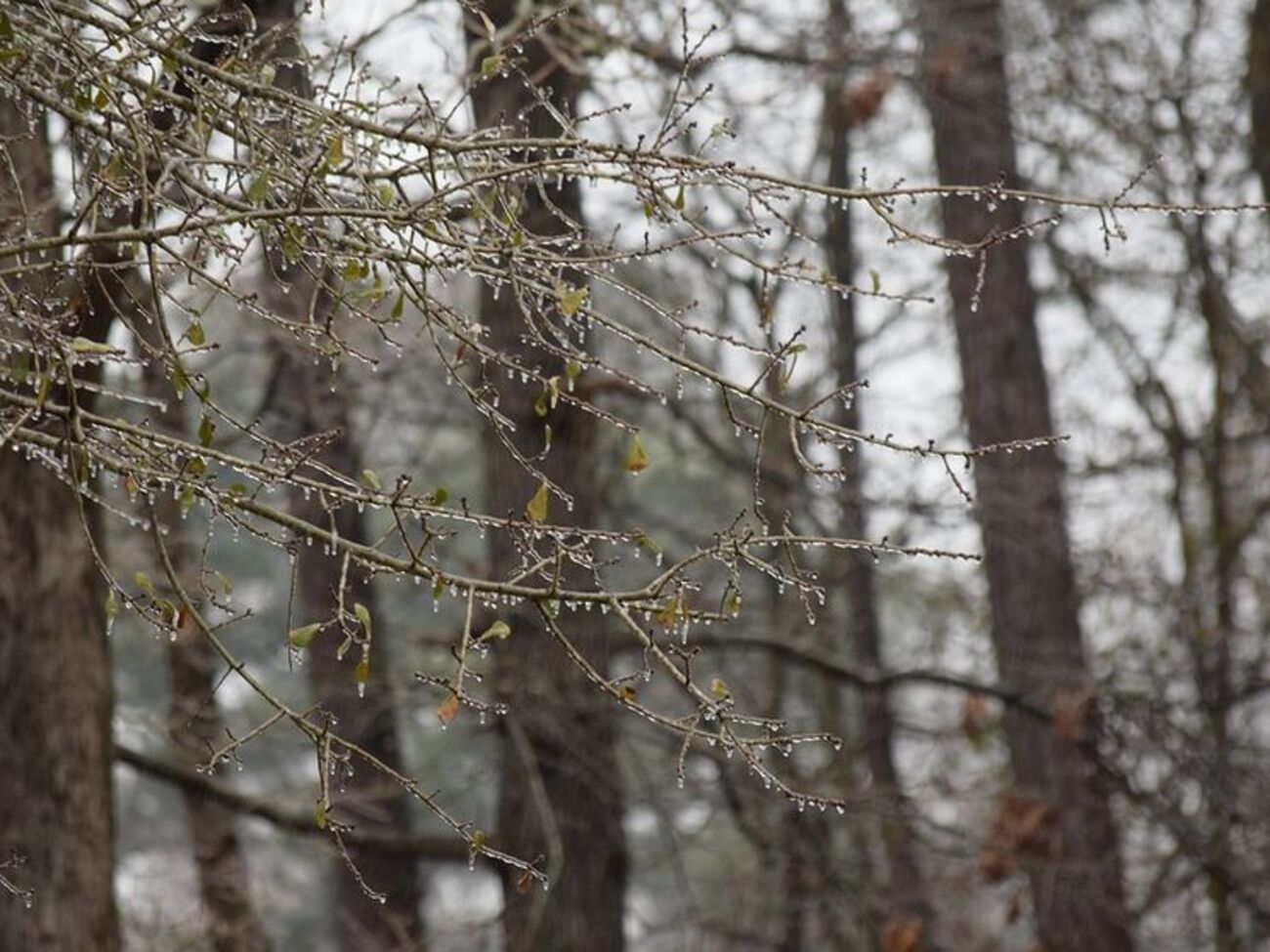 В Киеве 8 декабря будет дождь