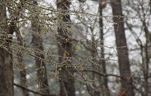 В Киеве 8 декабря будет дождь