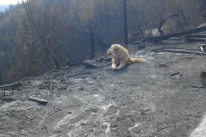 Господарі не змогли забрати собаку, коли почалися пожежі в Каліфорнії