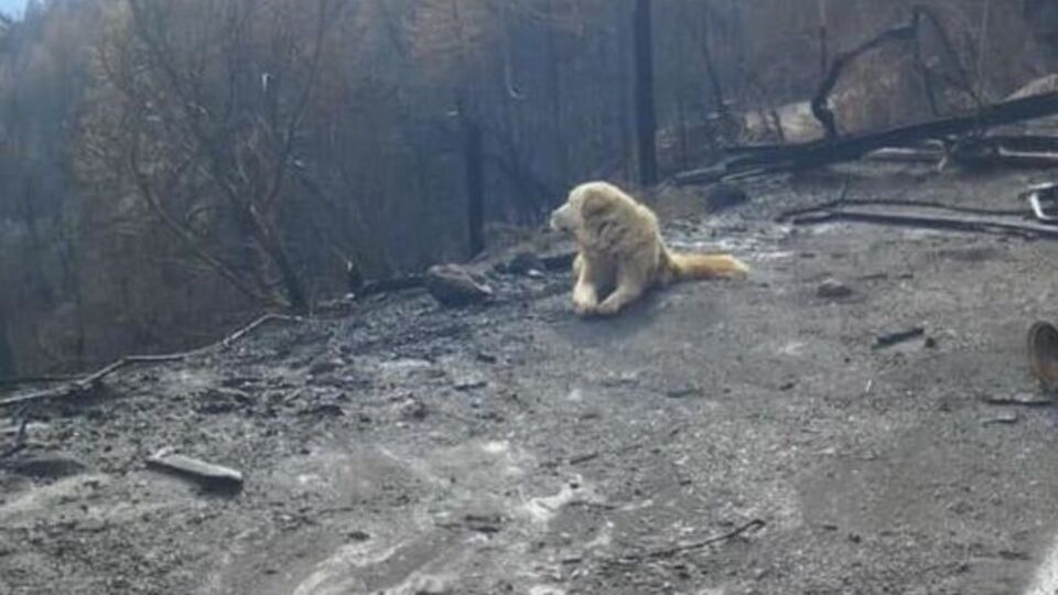 Хозяева не смогли забрать собаку, когда начались пожары в Калифорнии