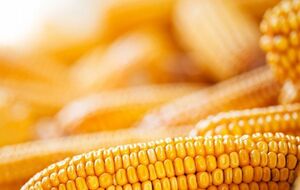 В 2017 году Украина экспортировала 19,3 млн тонн кукурузы