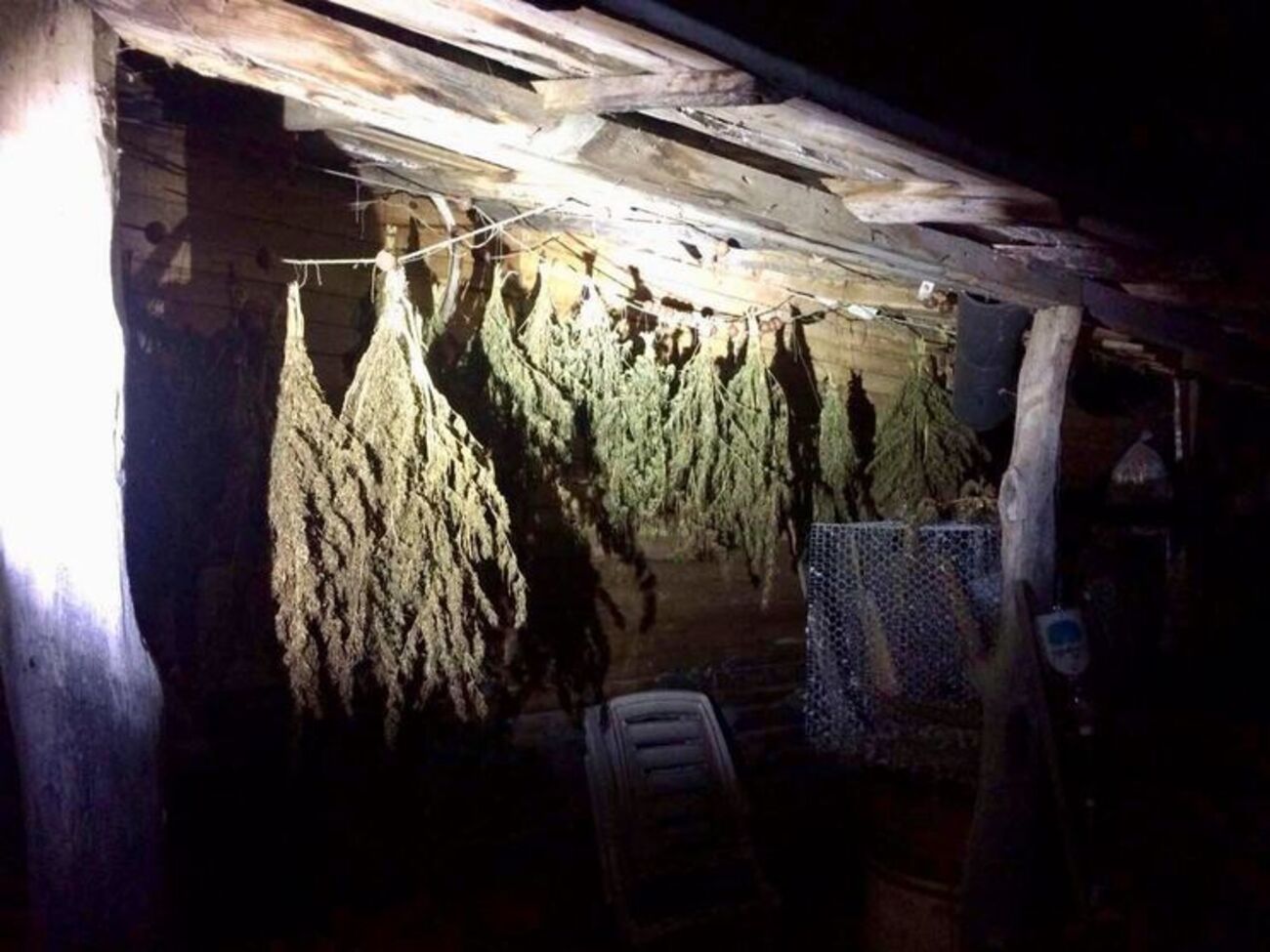 Аброськин: У этого "агрария" была изъята марихуана в большом количестве