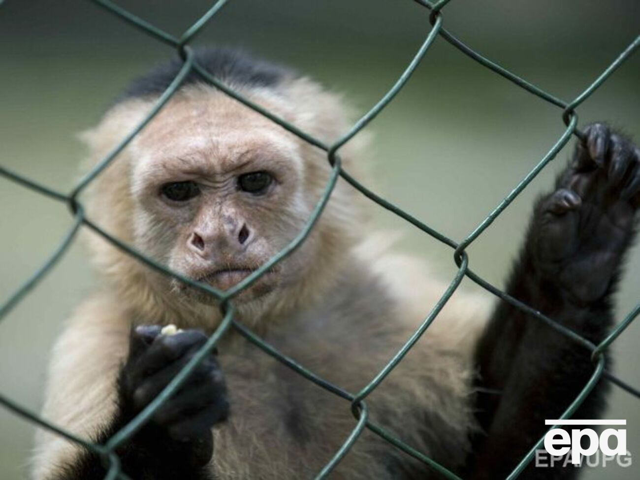 Капуцина спасли от контрабандистов, на черном рынке его могли продать в среднем за $1,5 тыс.