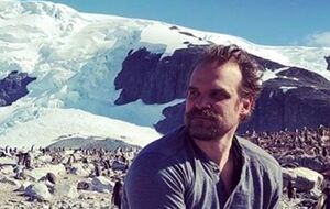 Гарбор: Це мій танець із пінгвінами