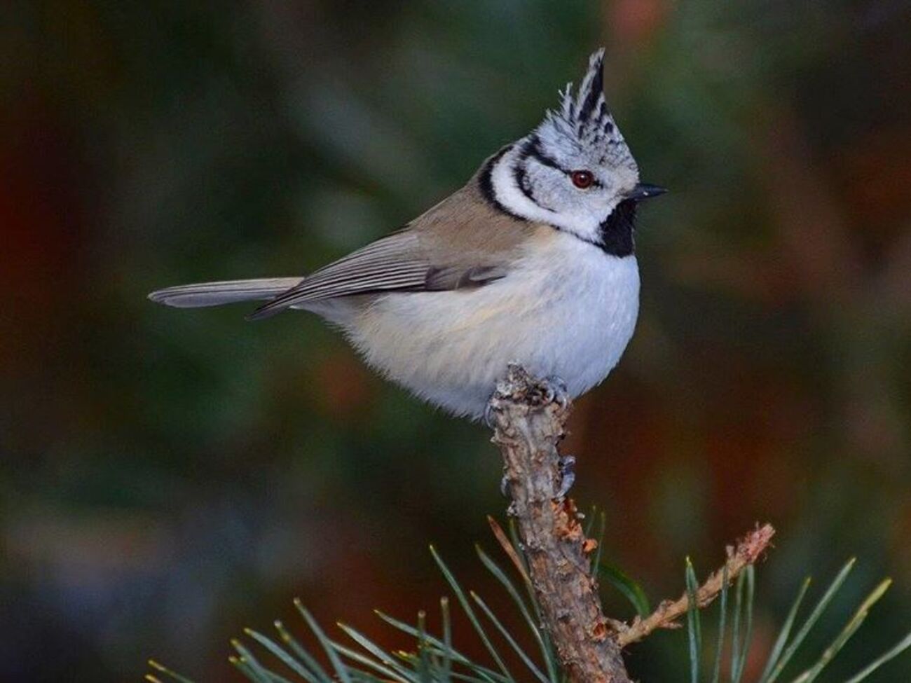 Учені сфотографували птахів, які зимують у зоні відчуження
